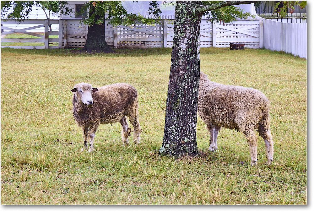 Sheep_ColonialWilliamsburg_2024Sep_R5B30248