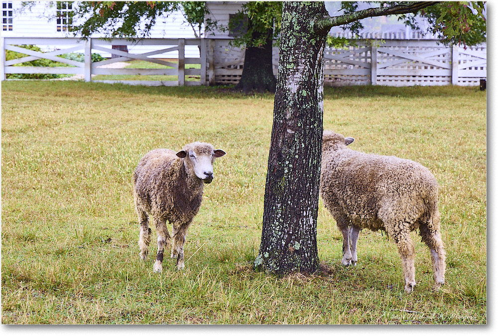 Sheep_ColonialWilliamsburg_2024Sep_R5B30250