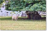 Sheep_ColonialWilliamsburg_2024Sep_R5A24582