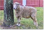 Sheep_ColonialWilliamsburg_2024Sep_R5A24586