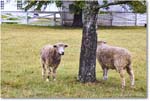 Sheep_ColonialWilliamsburg_2024Sep_R5B30250