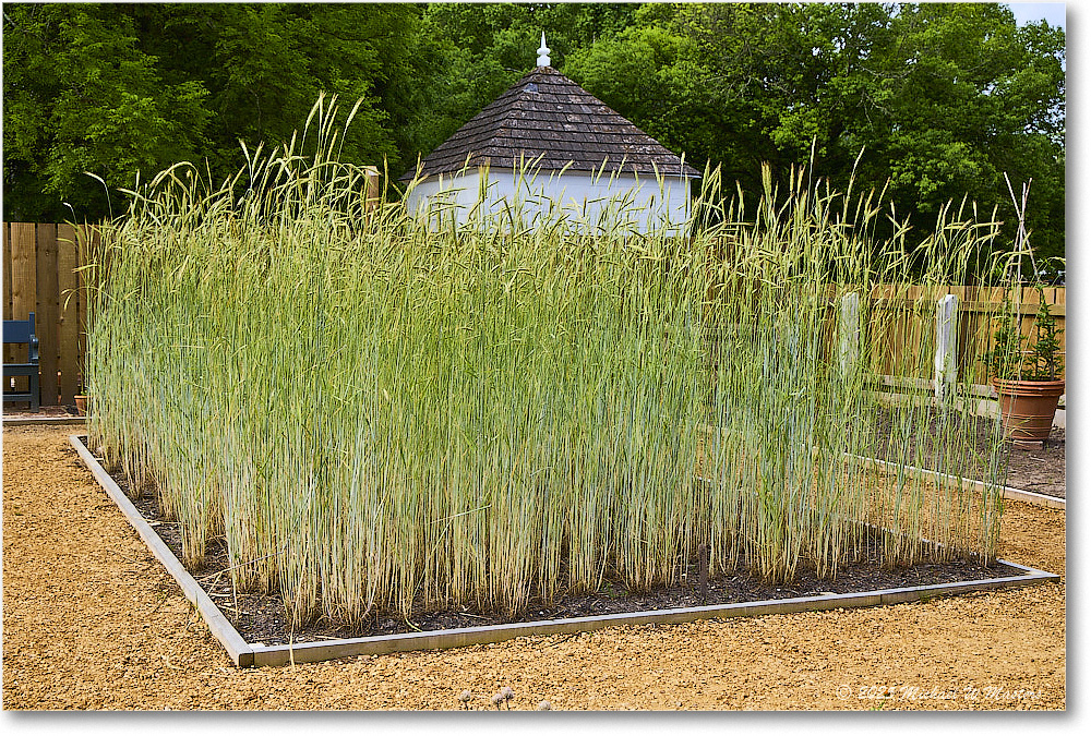 ColonialGarden_Williamsburg_2025May_R5C02855