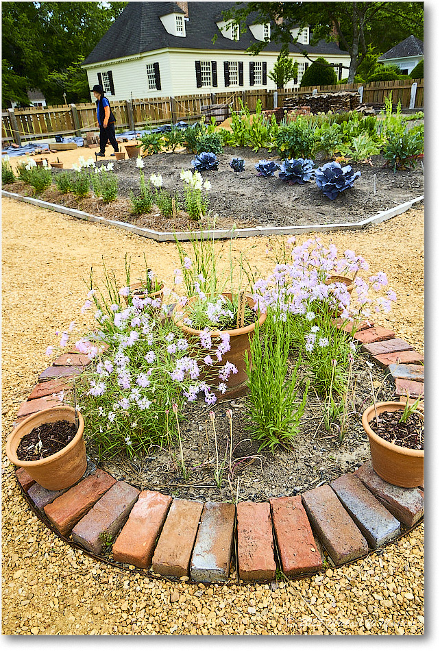 ColonialGarden_Williamsburg_2025May_R5C02865