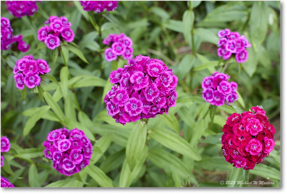 Dianthus_LightfootTenement_Williamsburg_2025May_R5C00419