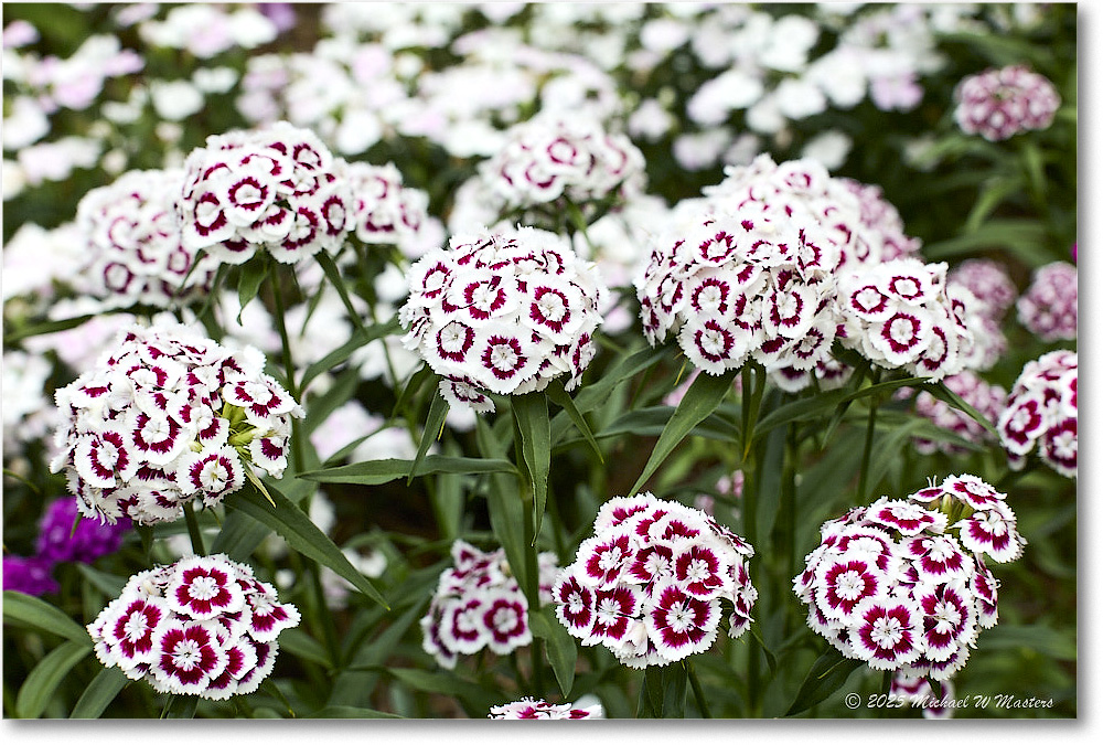 Dianthus_LightfootTenement_Williamsburg_2025May_R5C00426