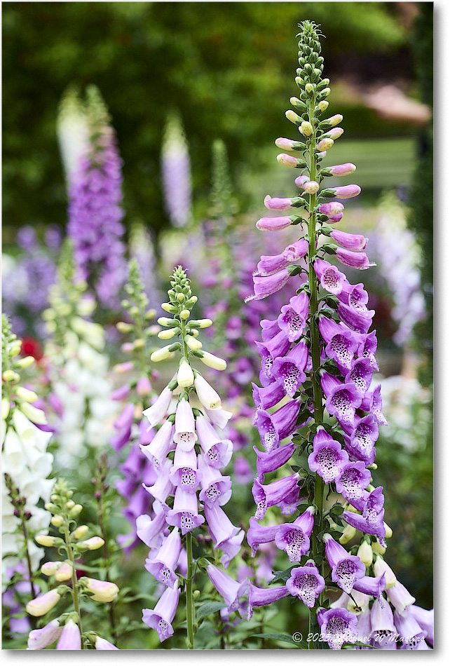 Foxglove_LightfootTenement_Williamsburg_2025May_R5C00422