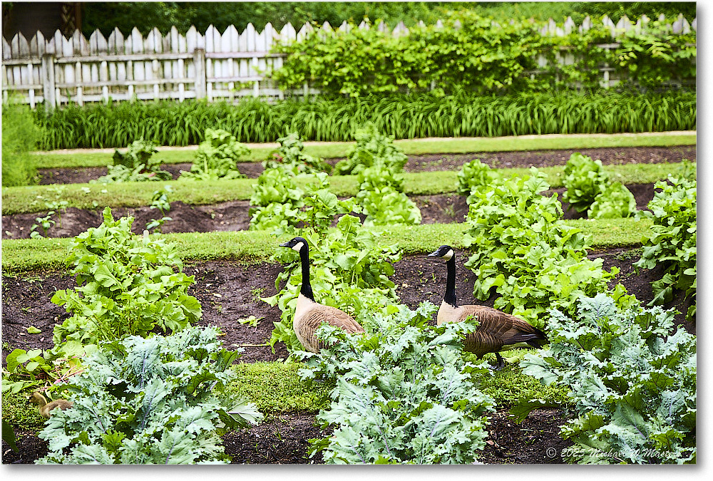 GovernorsPalaceGarden_Williamsburg_2025May_R5C03085