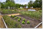 ColonialGarden_Williamsburg_2025May_R5C02849