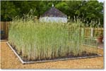 ColonialGarden_Williamsburg_2025May_R5C02855