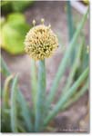 ColonialGarden_Williamsburg_2025May_R5C02871