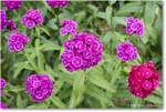 Dianthus_LightfootTenement_Williamsburg_2025May_R5C00419