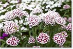 Dianthus_LightfootTenement_Williamsburg_2025May_R5C00426