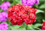 Dianthus_LightfootTenement_Williamsburg_2025May_R5C00437