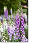 Foxglove_LightfootTenement_Williamsburg_2025May_R5C00422