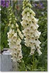 OrlandoJonesGarden_Williamsburg_2025May_R5C00850