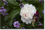 Peony_LightfootTenement_Williamsburg_2025May_R5C00429