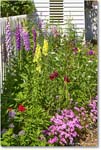 ShieldsTavernGarden_Williamsburg_2025May_R5C02959