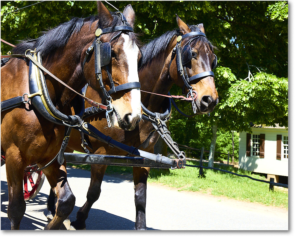 CarriageRide_Williamsburg_2025May_R5C02803