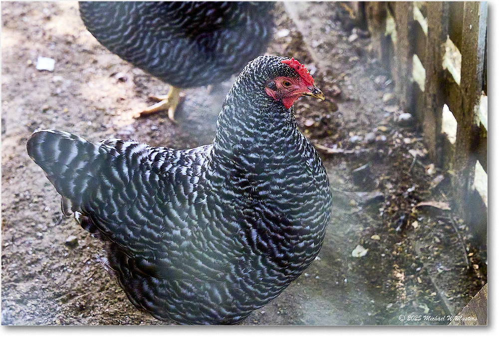 DoniniqueChicken_Williamsburg_2025May_R5C02923