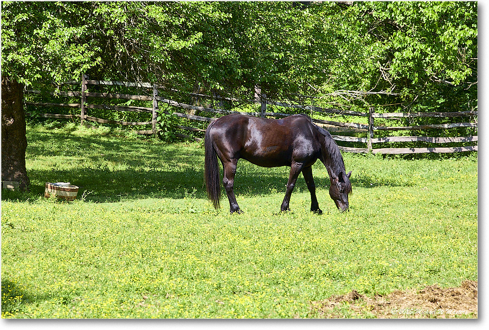 Horse_Williamsburg_2025May_R5C01392