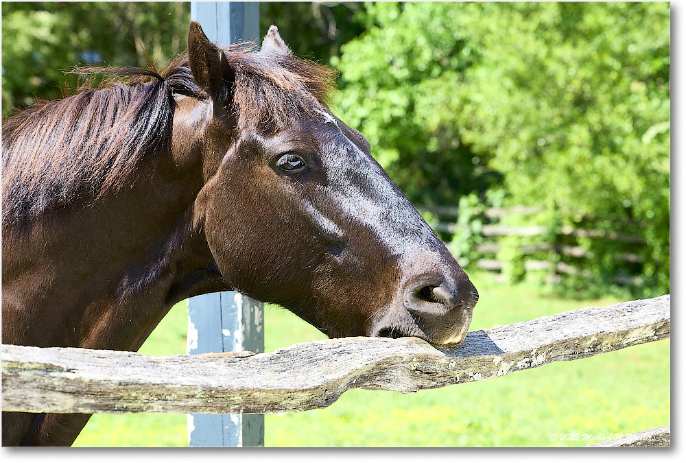 Horse_Williamsburg_2025May_R5C01400
