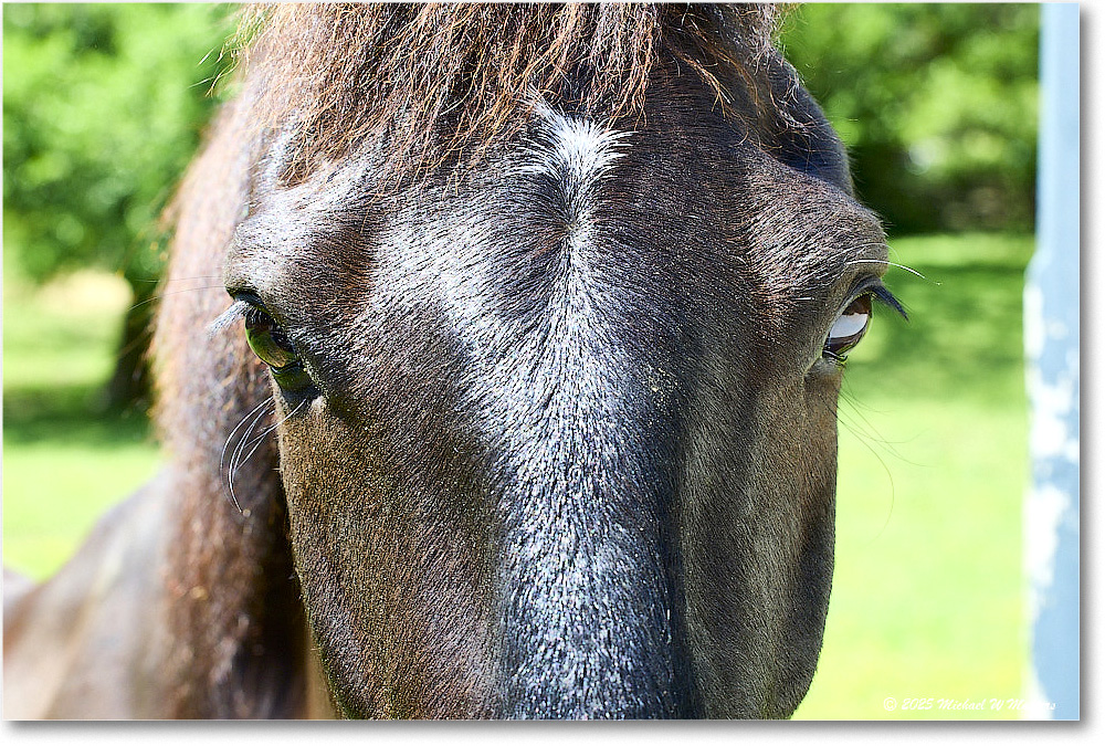 Horse_Williamsburg_2025May_R5C01403