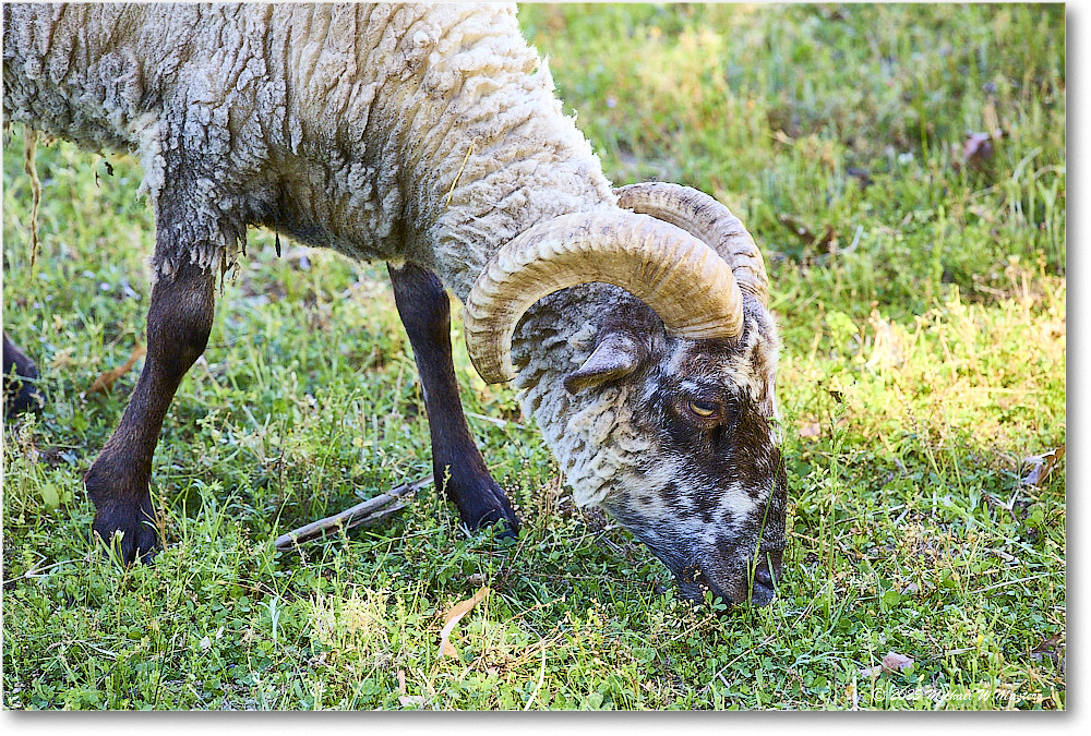Ram_Williamsburg_2025May_R5C00178