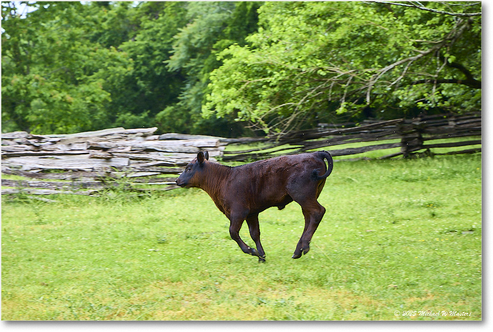 RedDevon_PeytonRandolph_Williamsburg_2025May_R5C03072