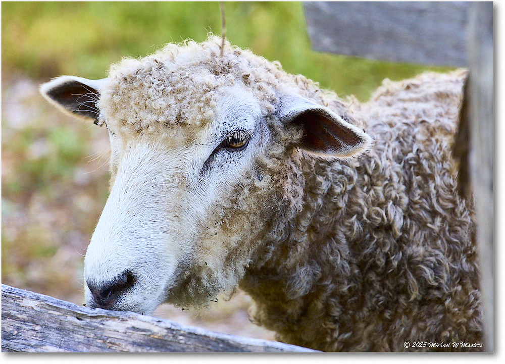 Sheep_Williamsburg_2025May_R5C00180