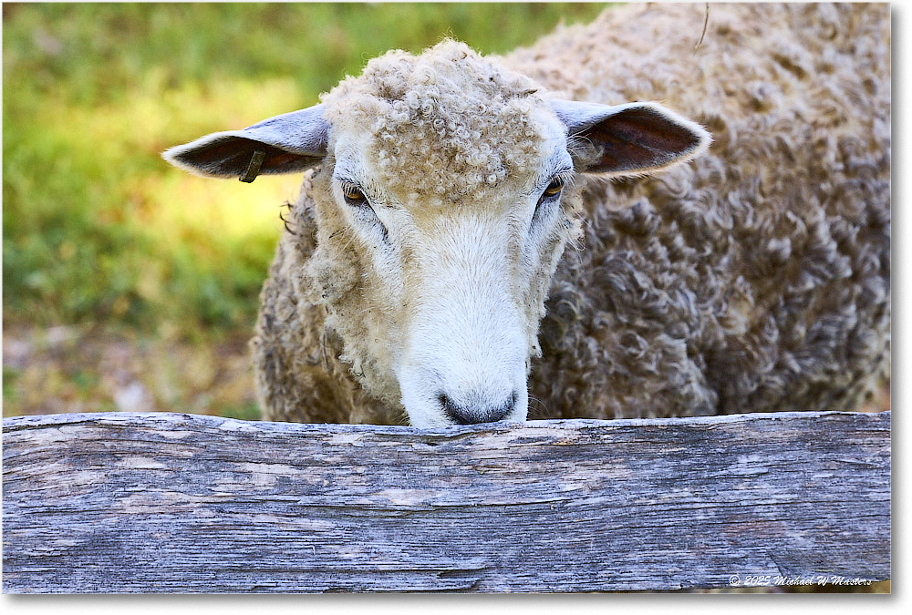 Sheep_Williamsburg_2025May_R5C00182