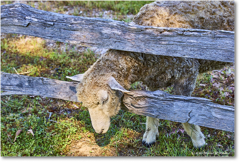 Sheep_Williamsburg_2025May_R5C00186