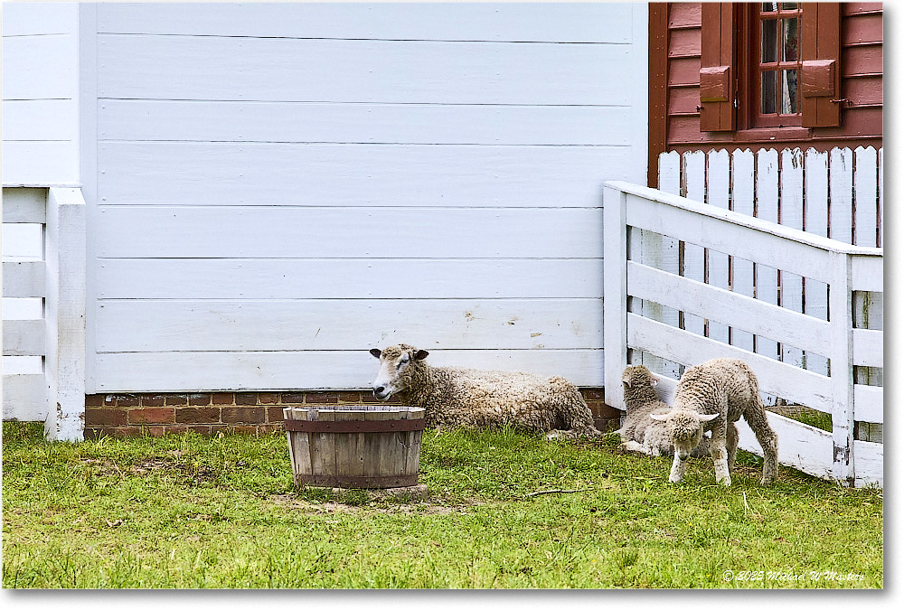 Sheep_Williamsburg_2025May_R5C01308