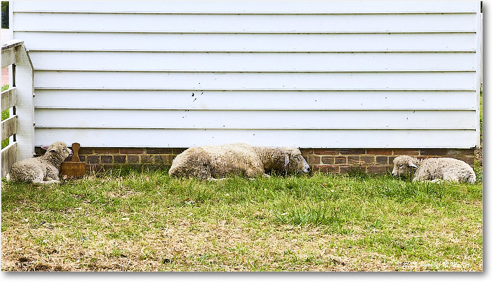 Sheep_Williamsburg_2025May_R5C01310