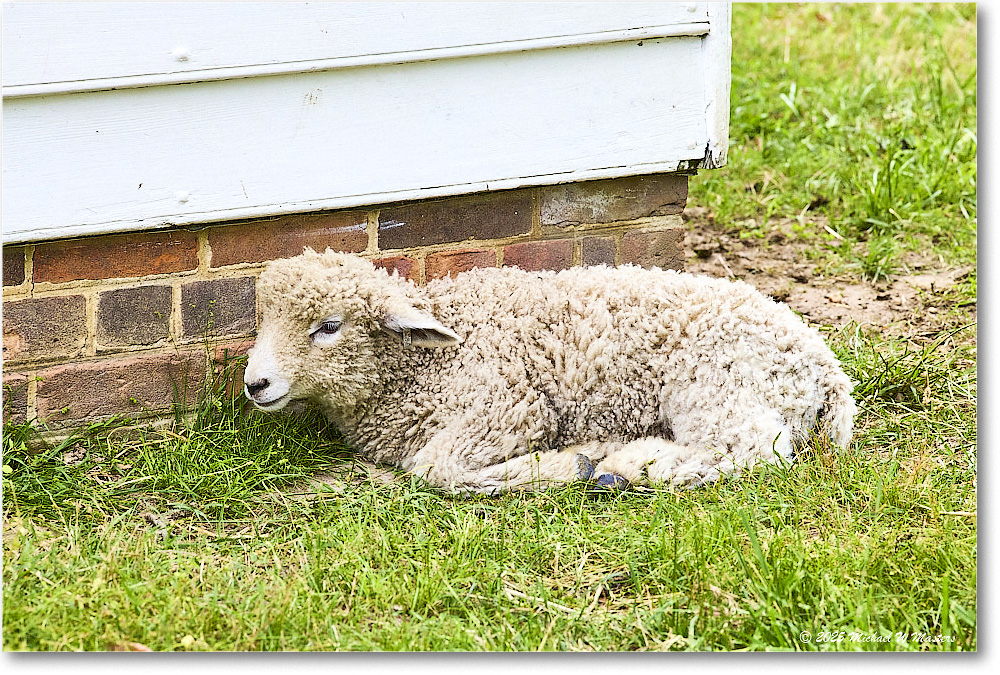 Sheep_Williamsburg_2025May_R5C01314