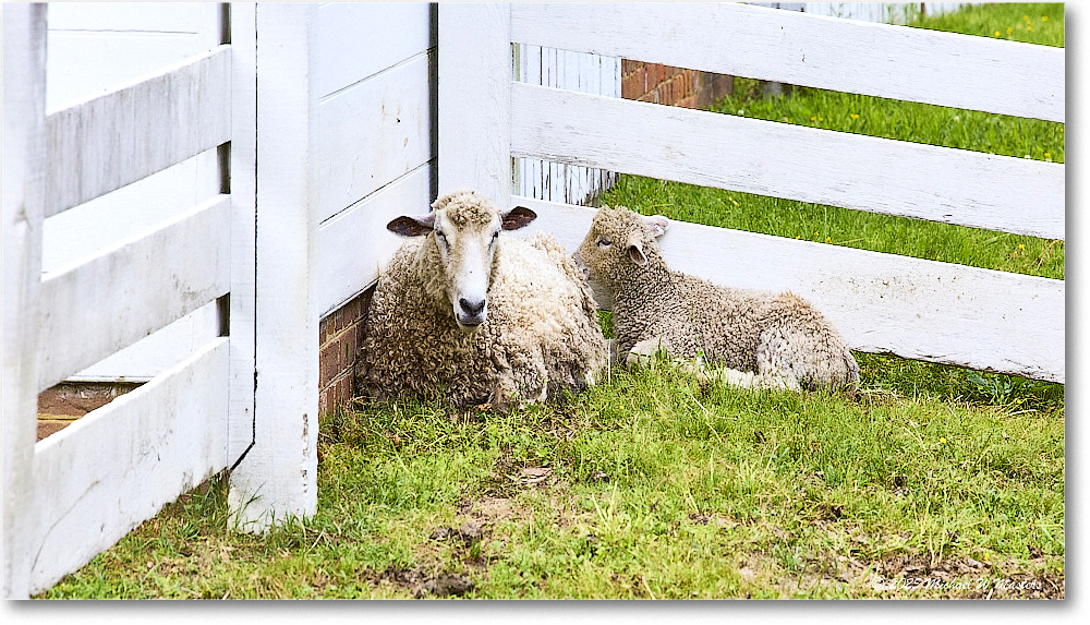 Sheep_Williamsburg_2025May_R5C01315