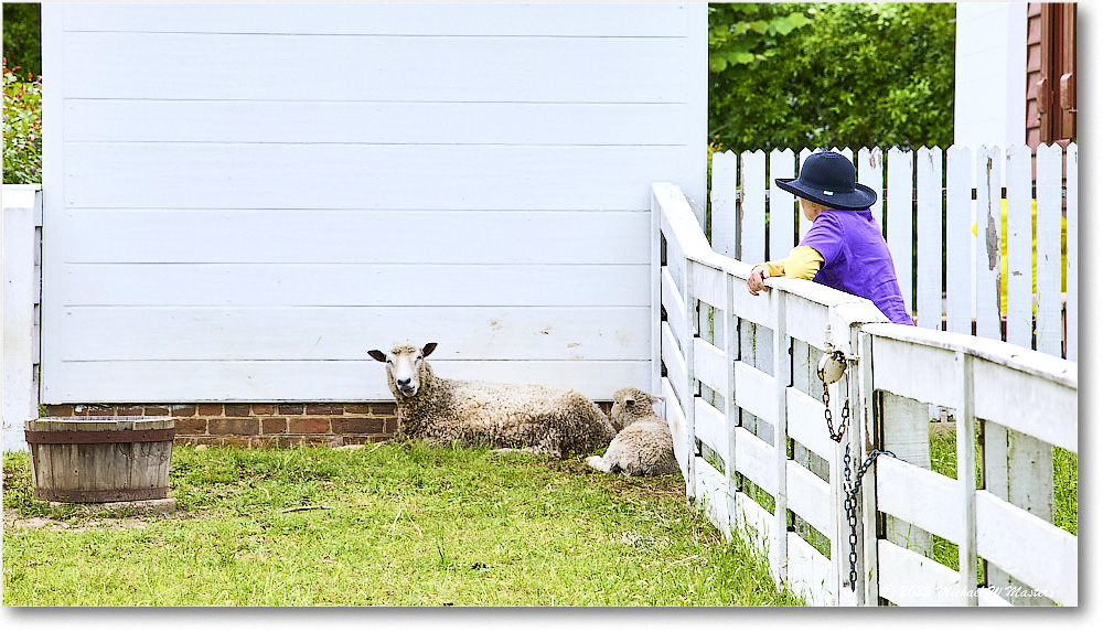 Sheep_Williamsburg_2025May_R5C01316