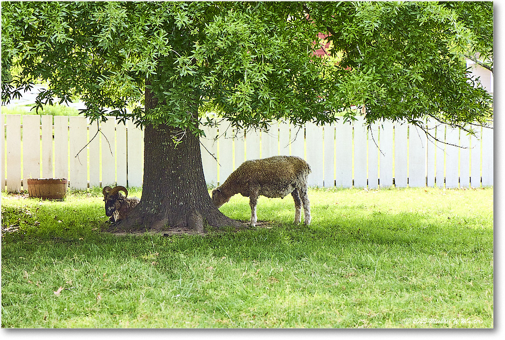 Sheep_Williamsburg_2025May_R5C02916