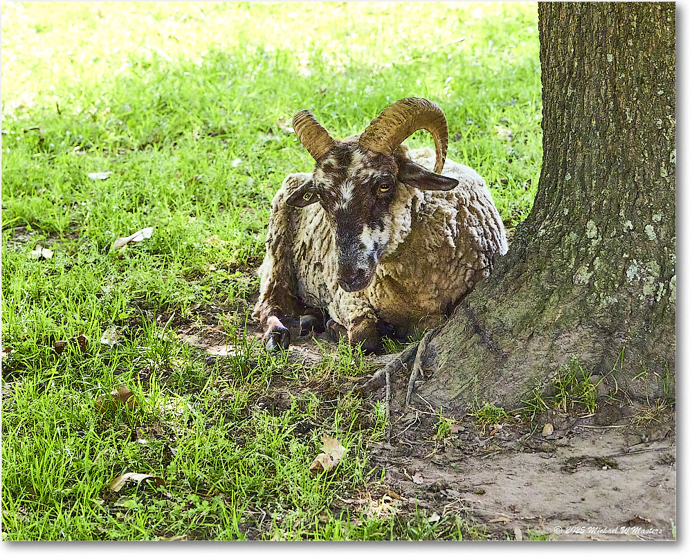 Sheep_Williamsburg_2025May_R5C02918