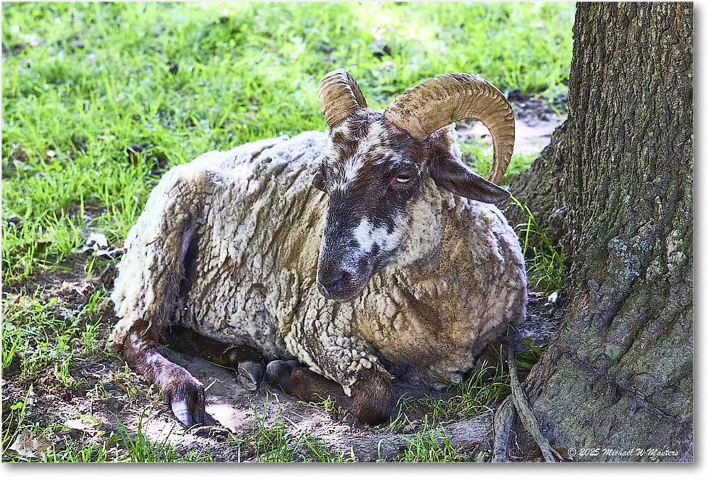 Sheep_Williamsburg_2025May_R5C02927