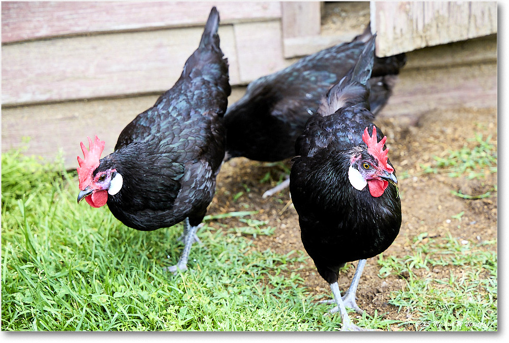 SpanishWhiteFaceChicken_Williamsburg_2025May_R5C03066