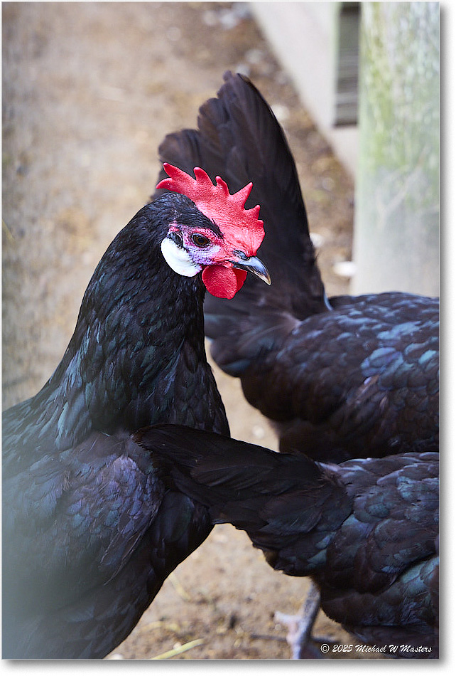 SpanishWhiteFaceChicken_Williamsburg_2025May_R5C03067