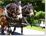 CarriageRide_Williamsburg_2025May_R5C02803