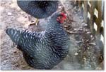 DoniniqueChicken_Williamsburg_2025May_R5C02923