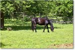 Horse_Williamsburg_2025May_R5C01392