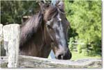 Horse_Williamsburg_2025May_R5C01397