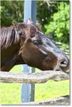 Horse_Williamsburg_2025May_R5C01398