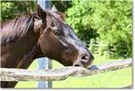 Horse_Williamsburg_2025May_R5C01400