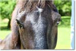 Horse_Williamsburg_2025May_R5C01403