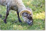 Ram_Williamsburg_2025May_R5C00178
