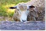 Sheep_Williamsburg_2025May_R5C00182